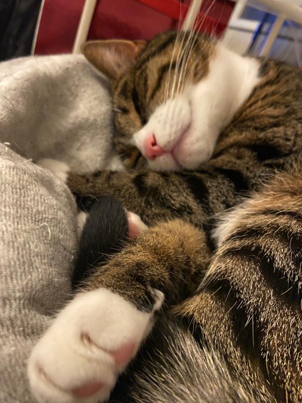 Noxi