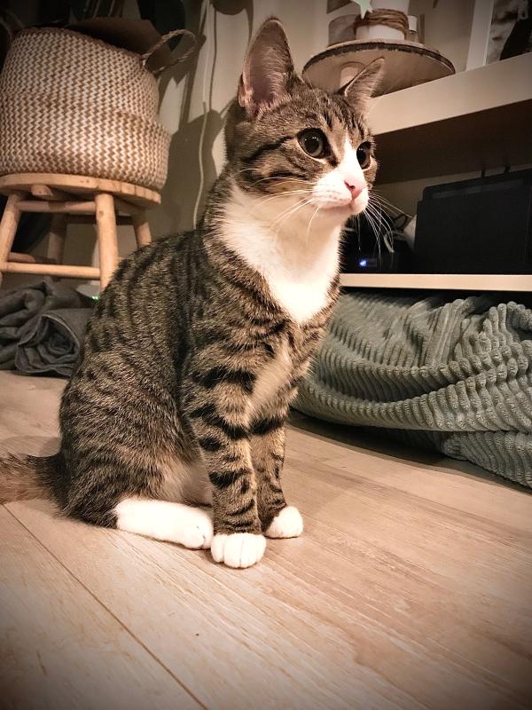 Noxi