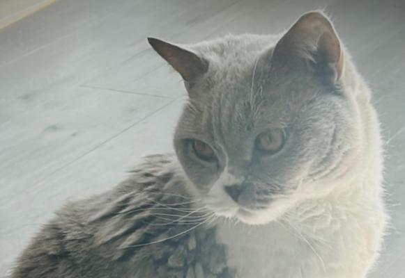 Kubo