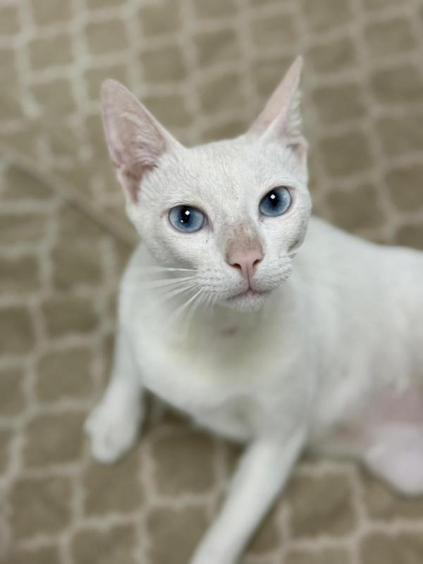 Mavi
