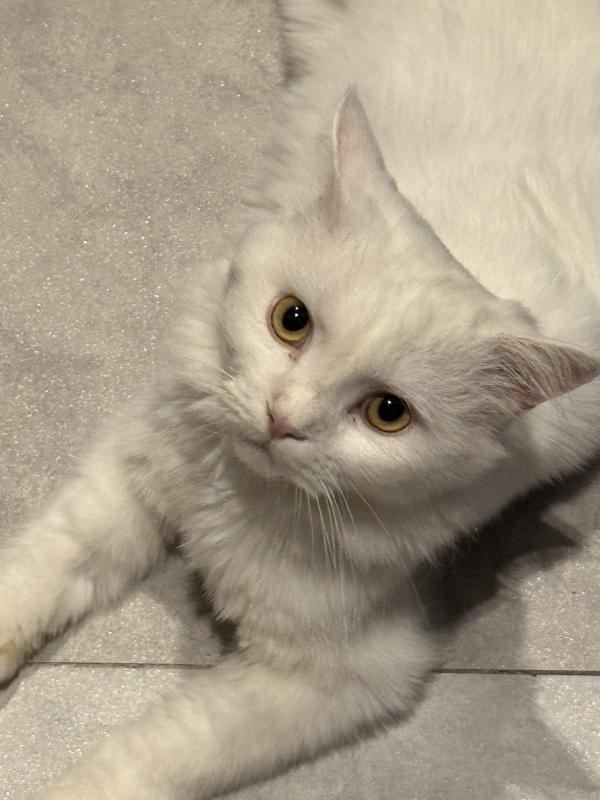 Sugar