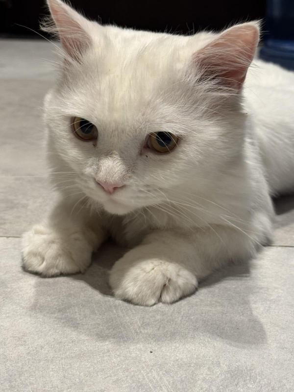 Sugar