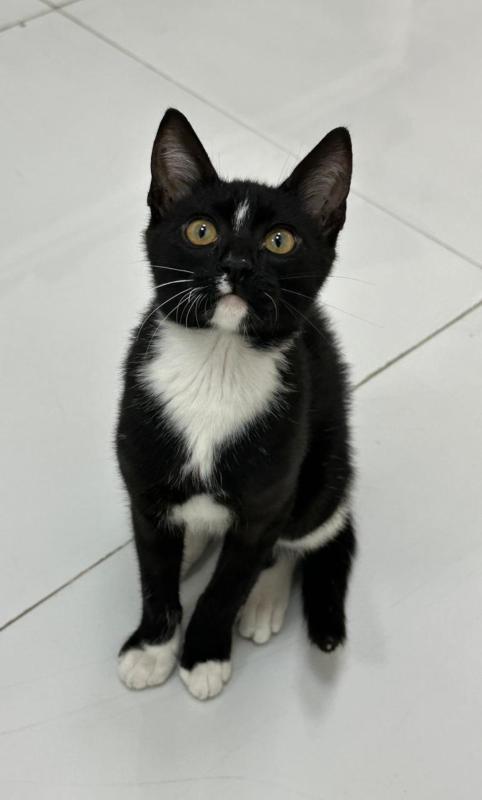 Toxi