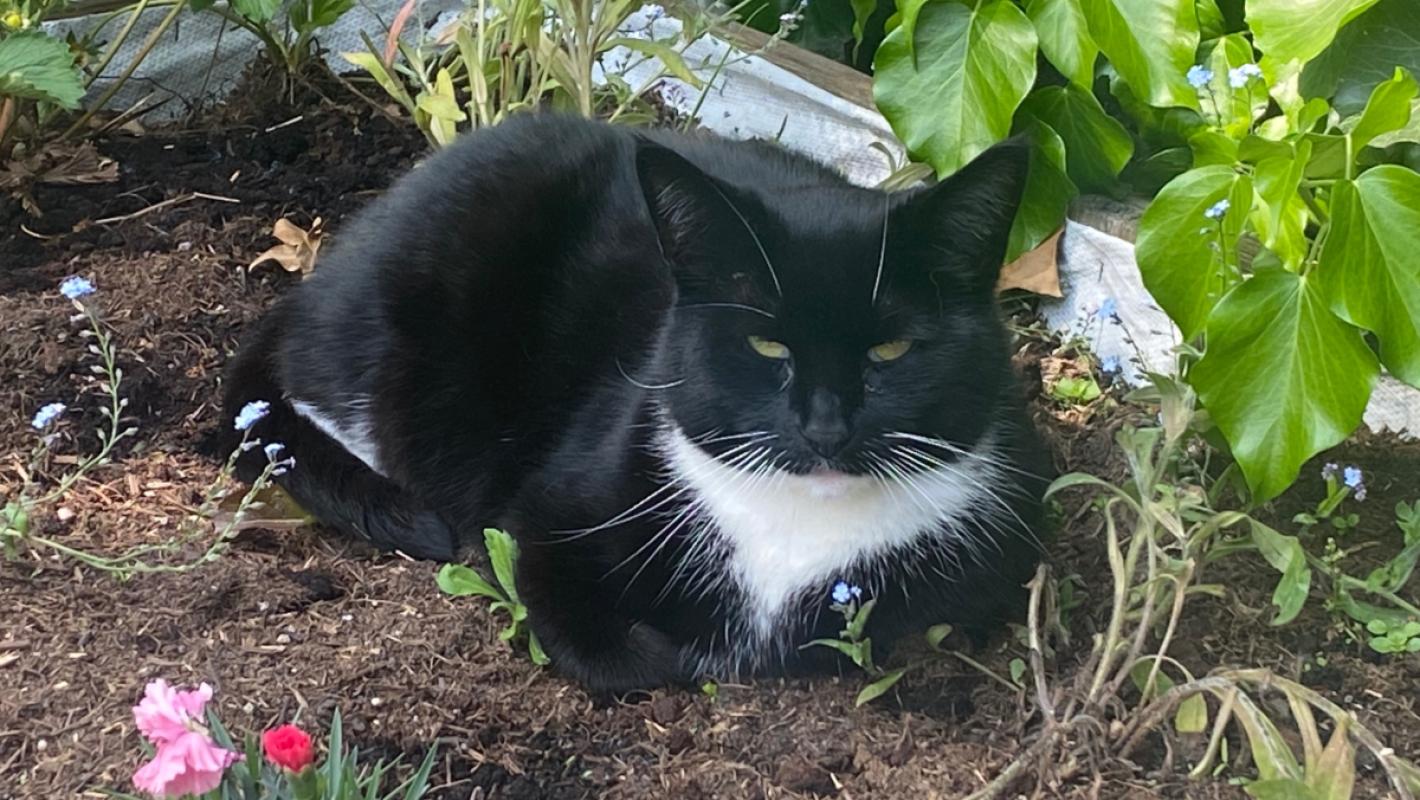 Bobbie