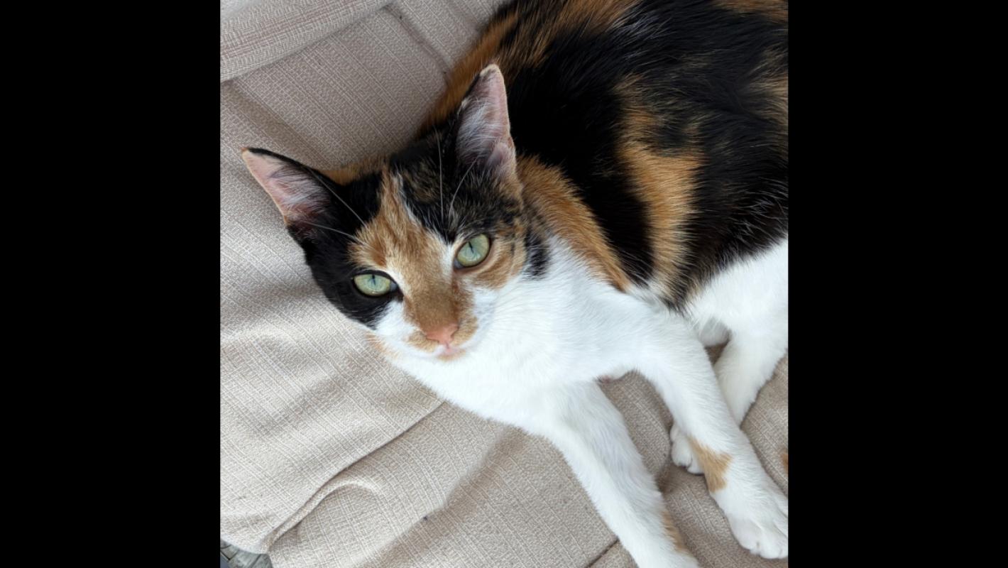 Mimi