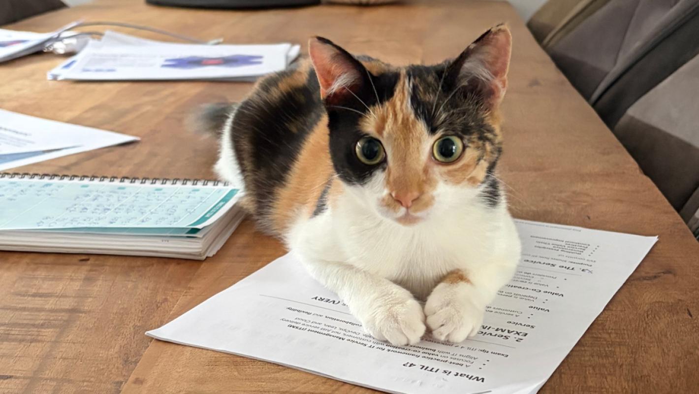Mimi