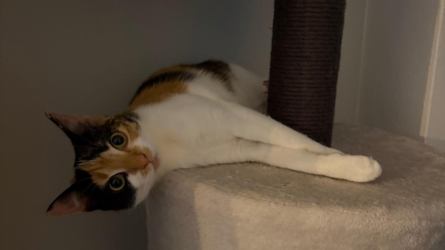 Mimi