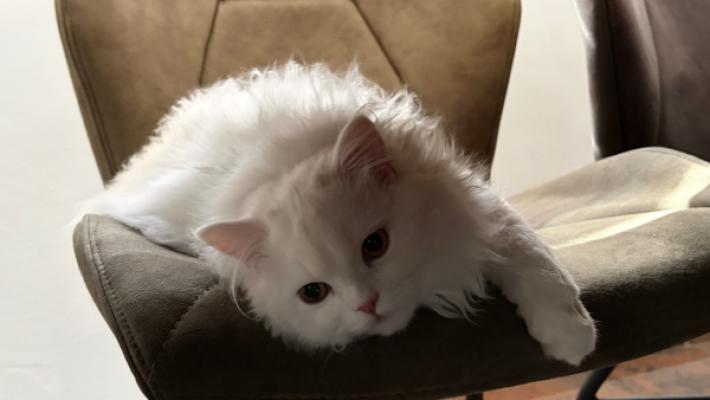 Milo