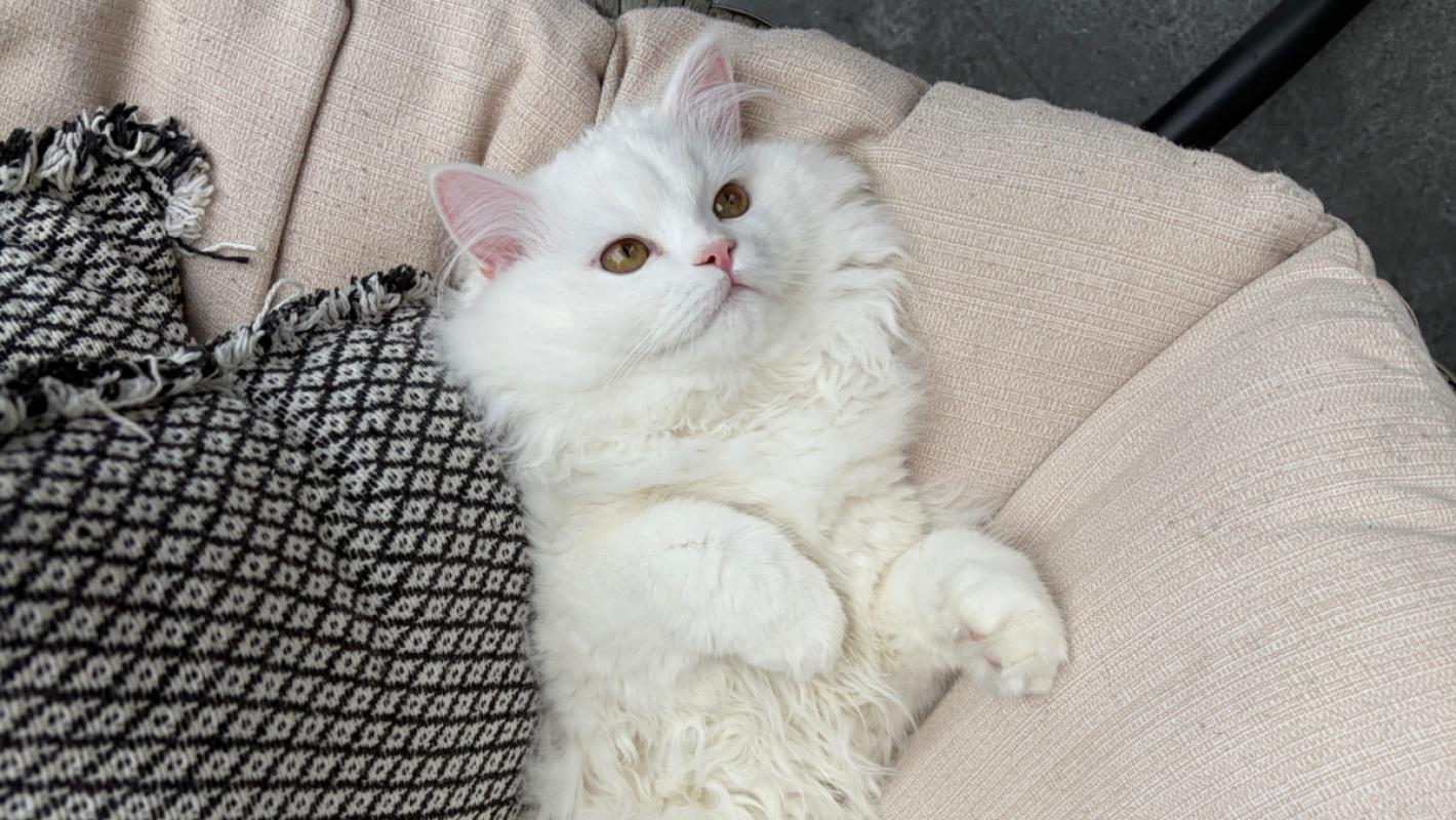 Milo