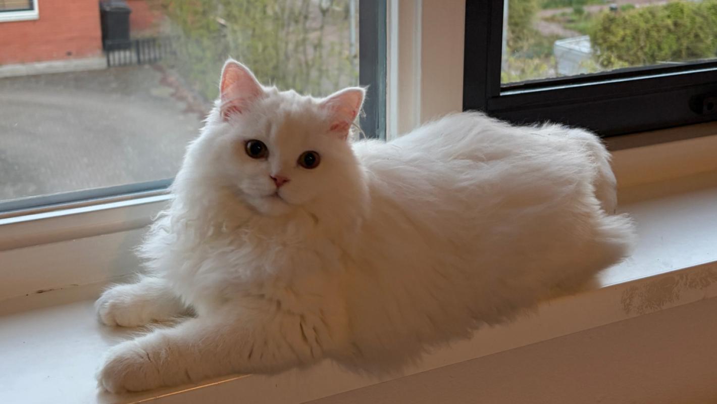 Milo