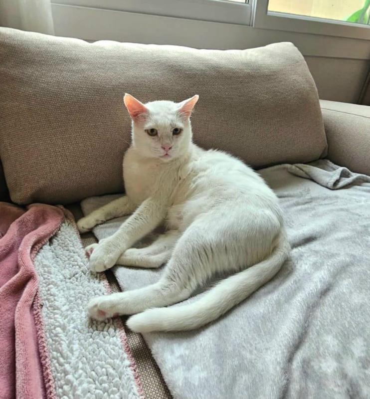 Snowball