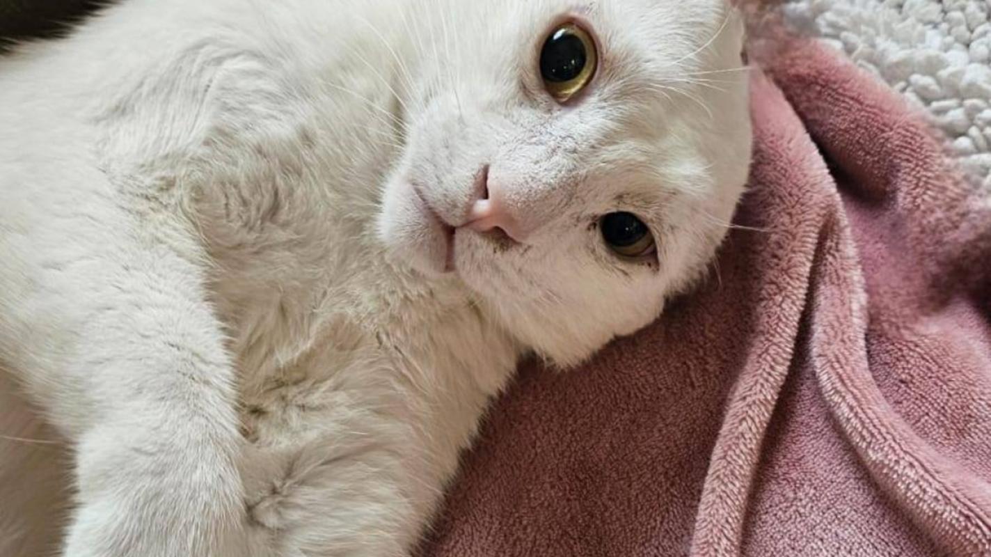 Snowball