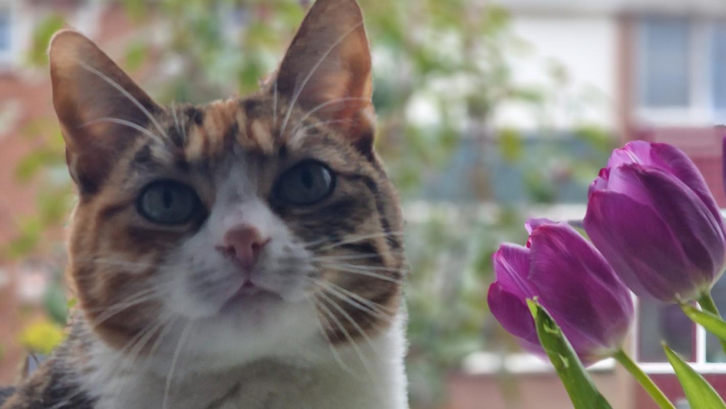 Lola