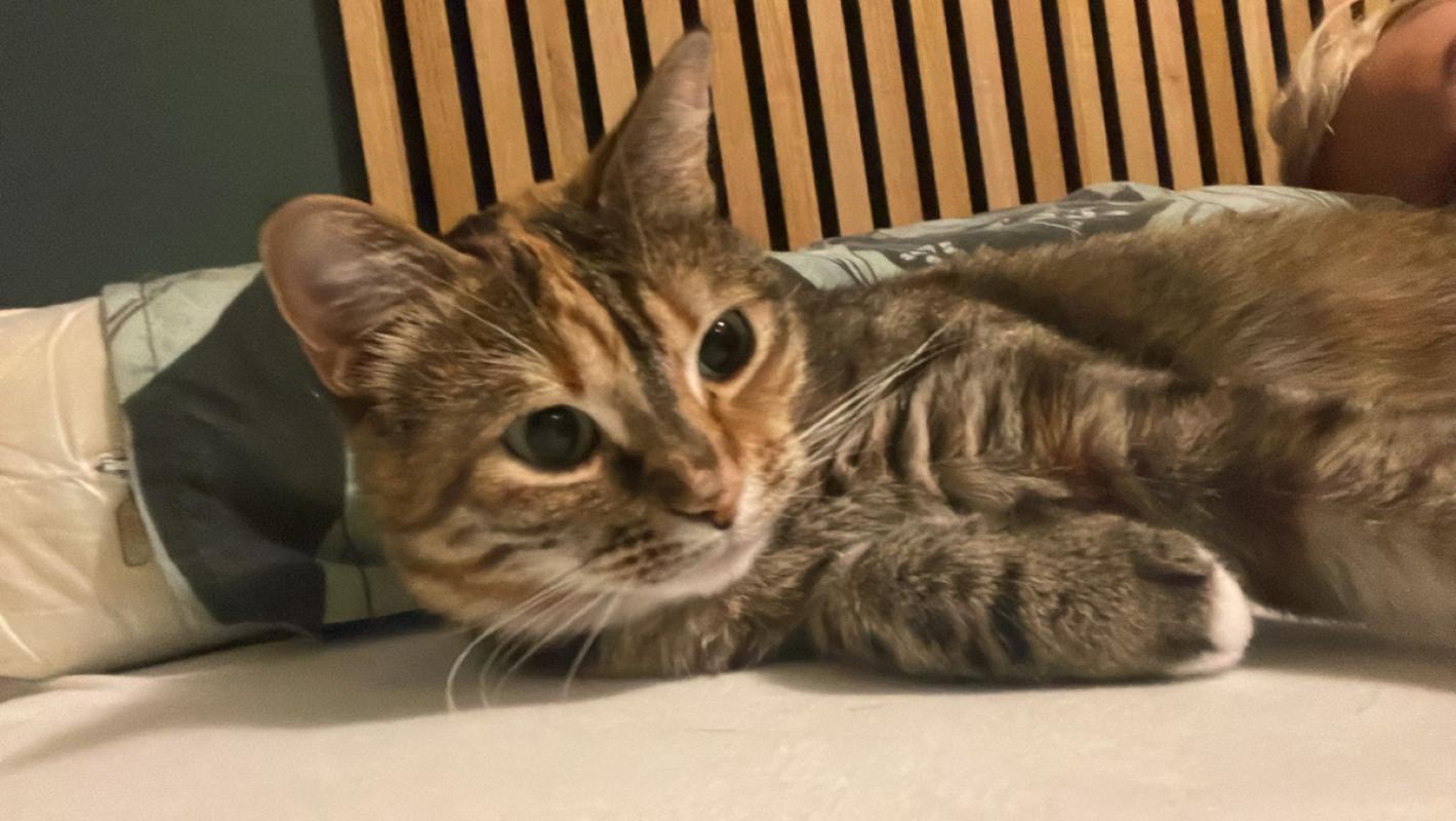 Amy