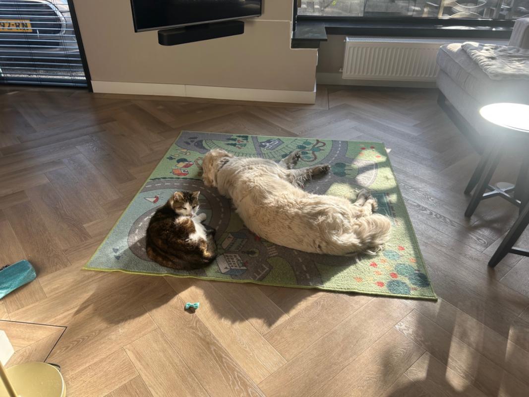 Muis