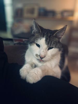Muis