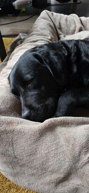 Ella