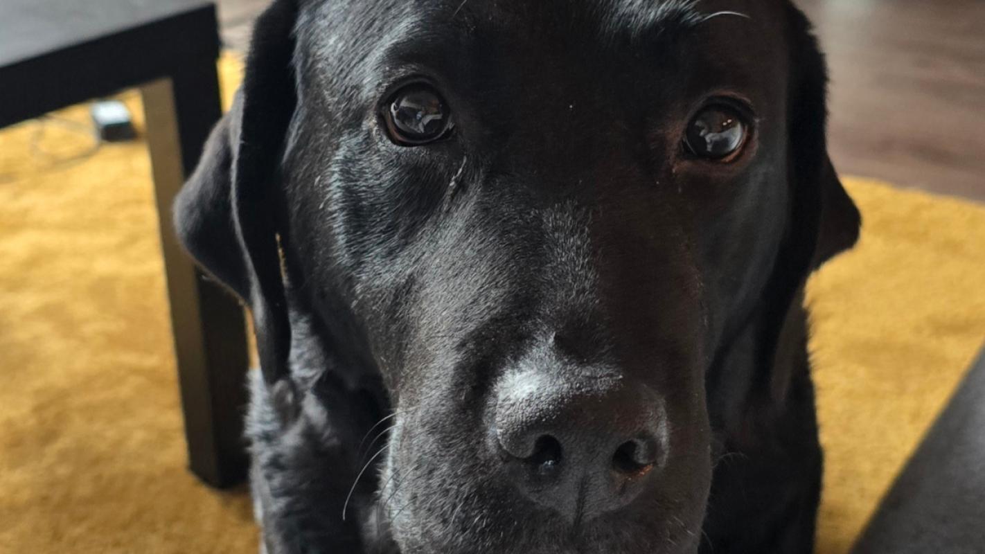 Ella