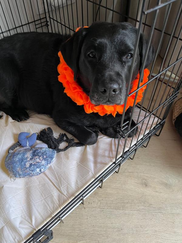 Ziva en Jazz