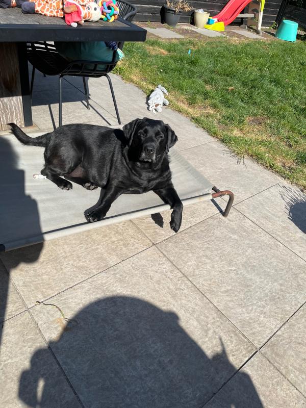 Ziva en Jazz
