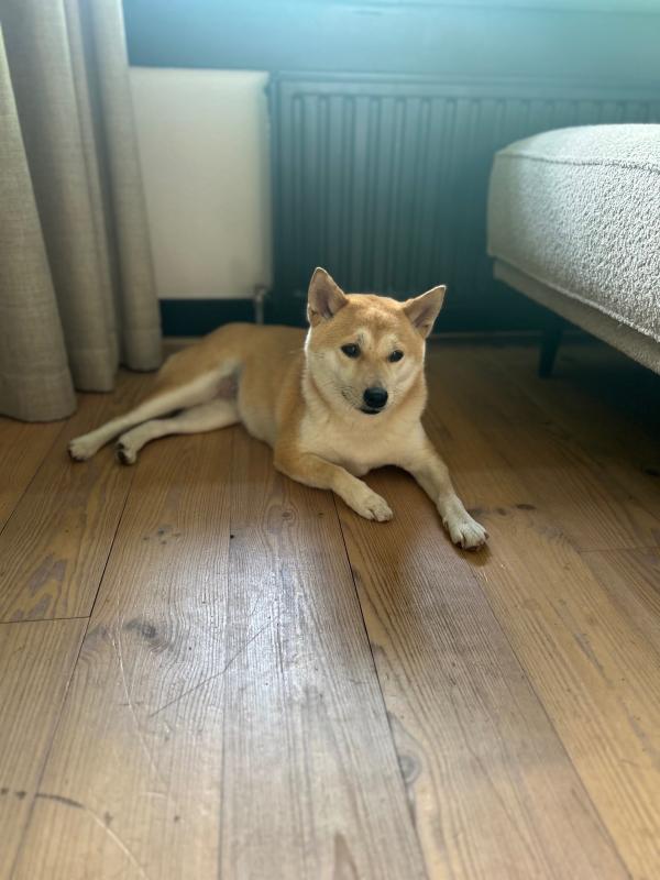 Bowie