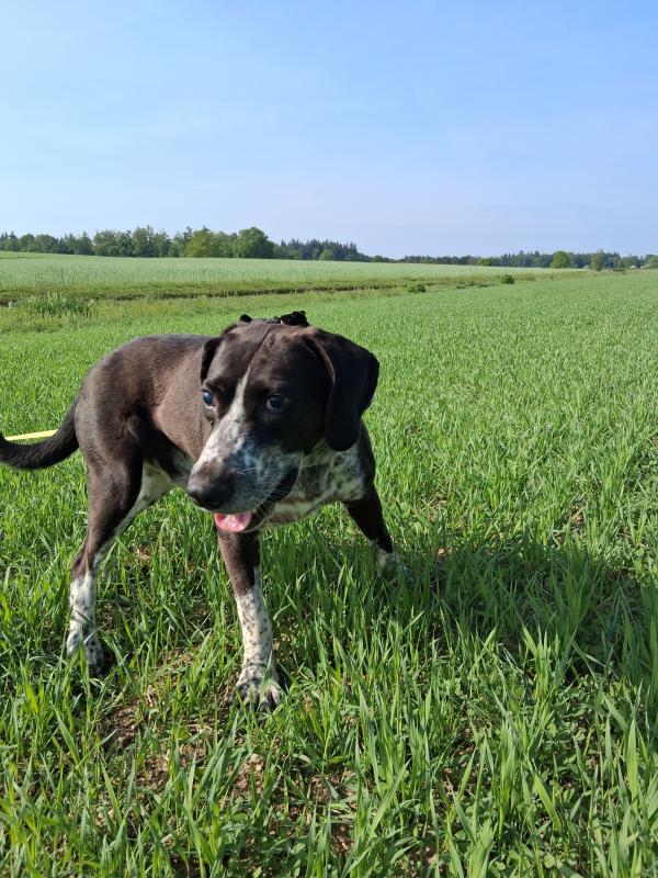 Ruud