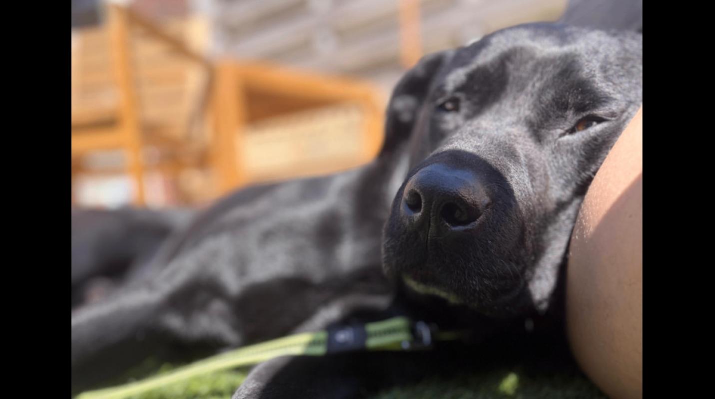 Toby