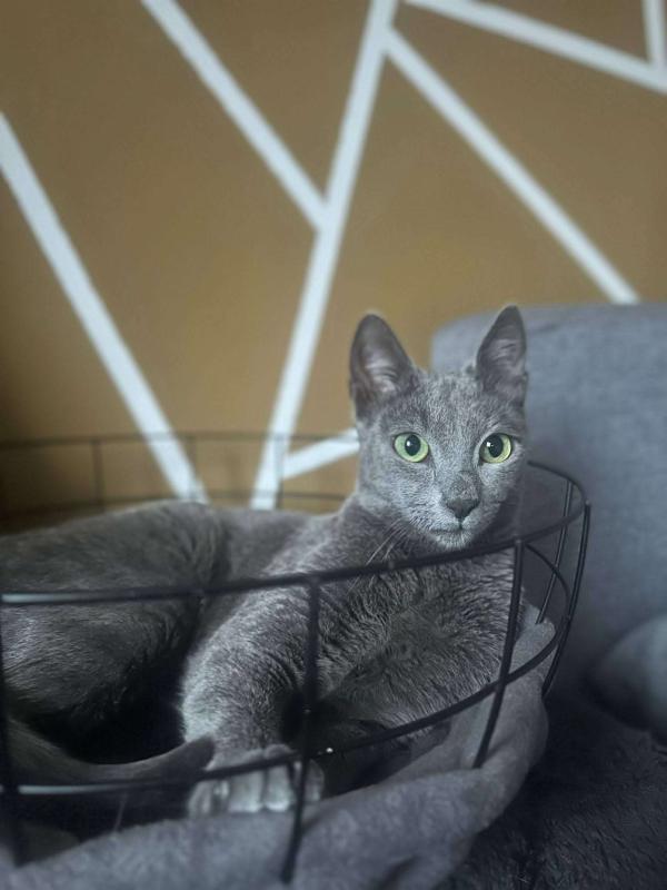 Alfie