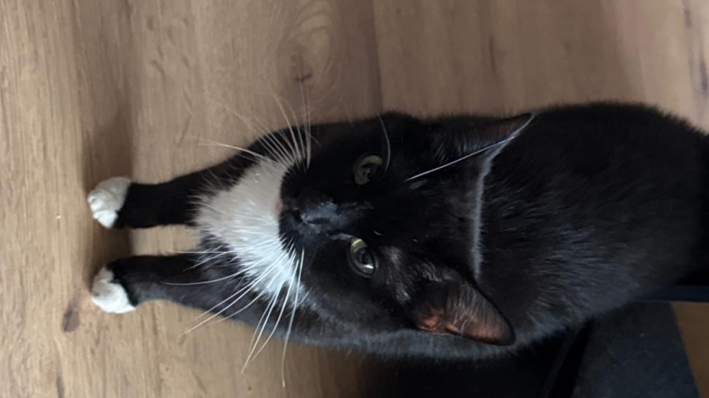 Zoë