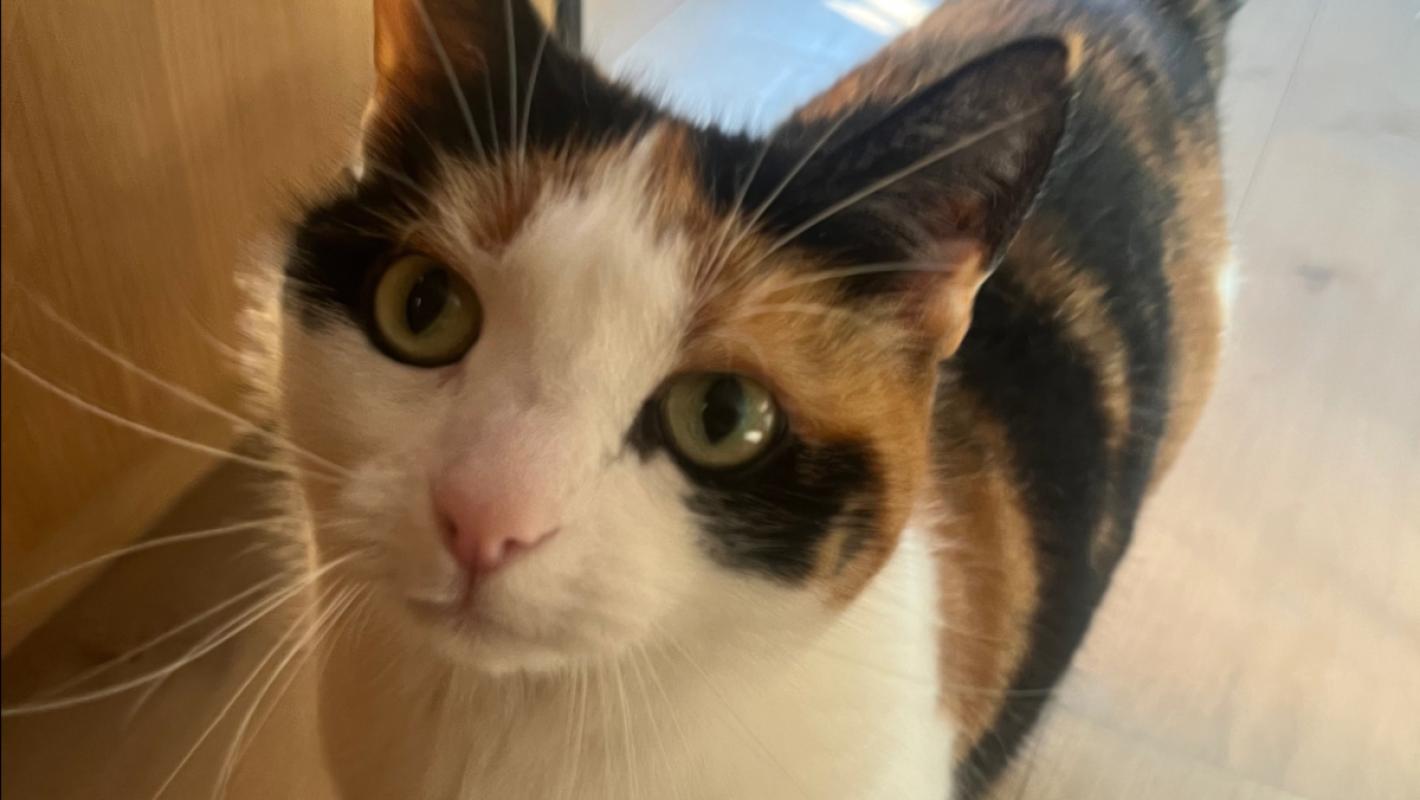 Mia