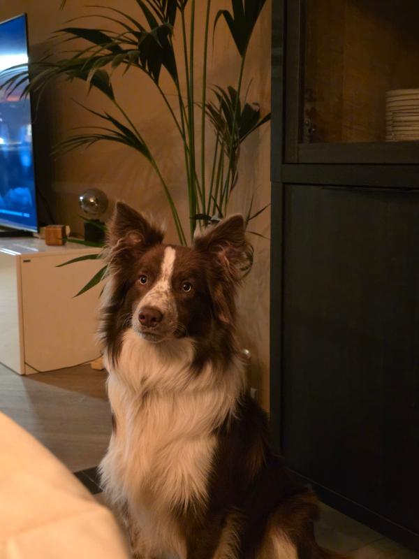 Kenji