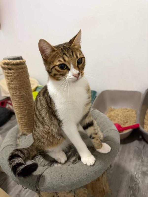 Tora