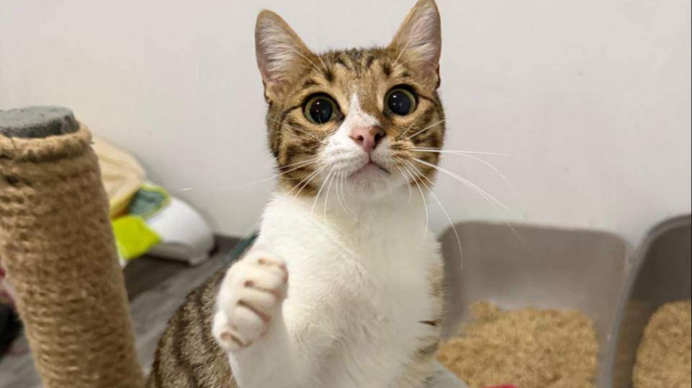 Tora