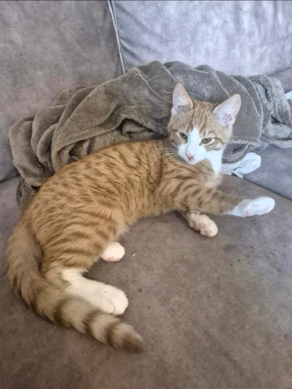 Lio