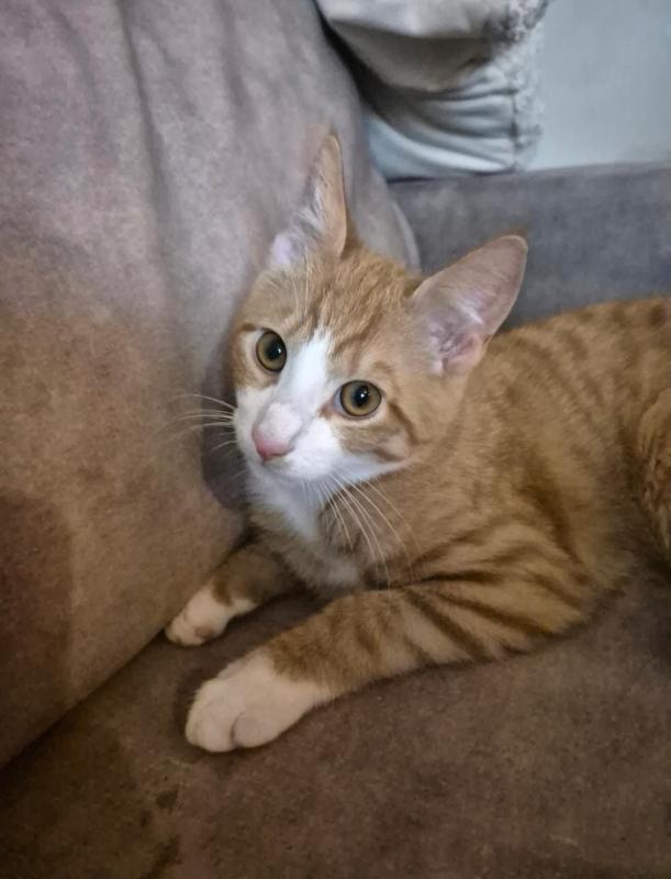 Lio