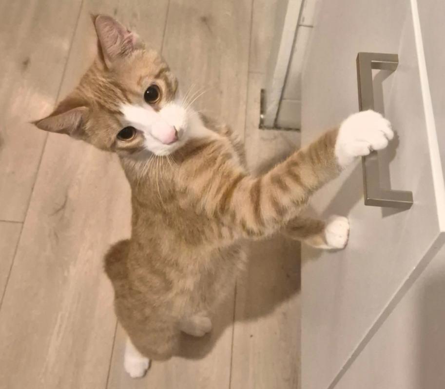 Lio