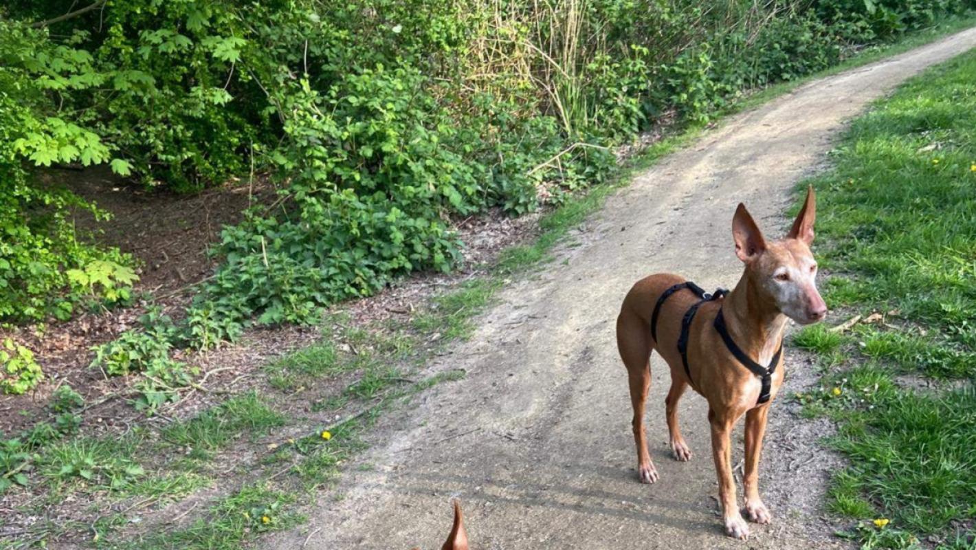 Canela
