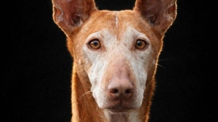 Canela