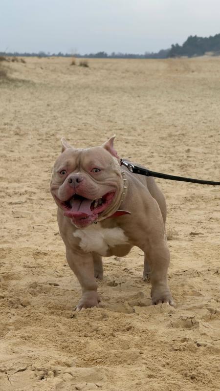 Bertus