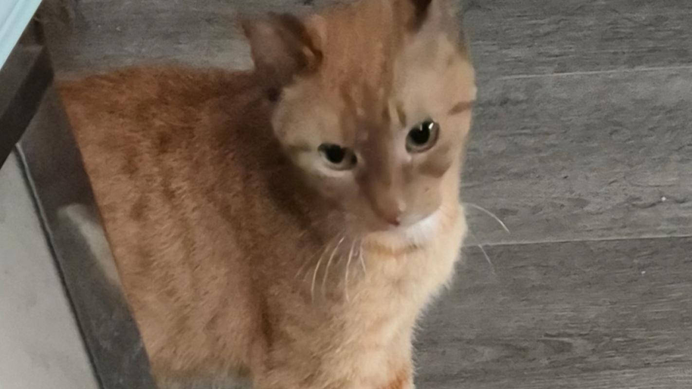 Yoda