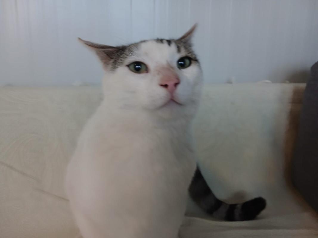 Nik