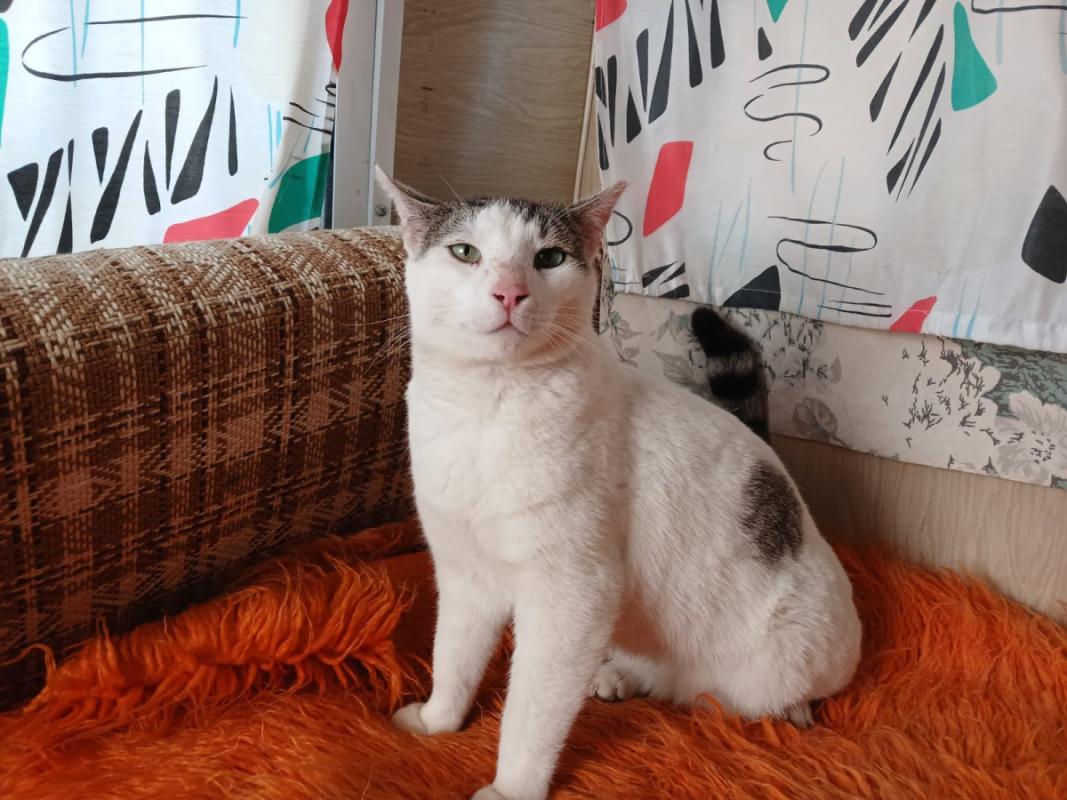 Nik