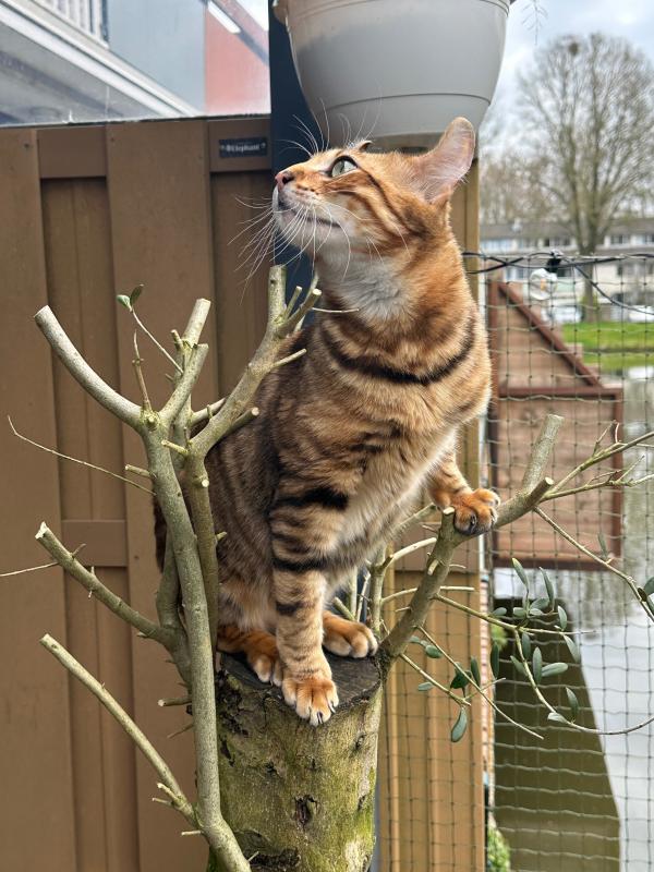 Simba