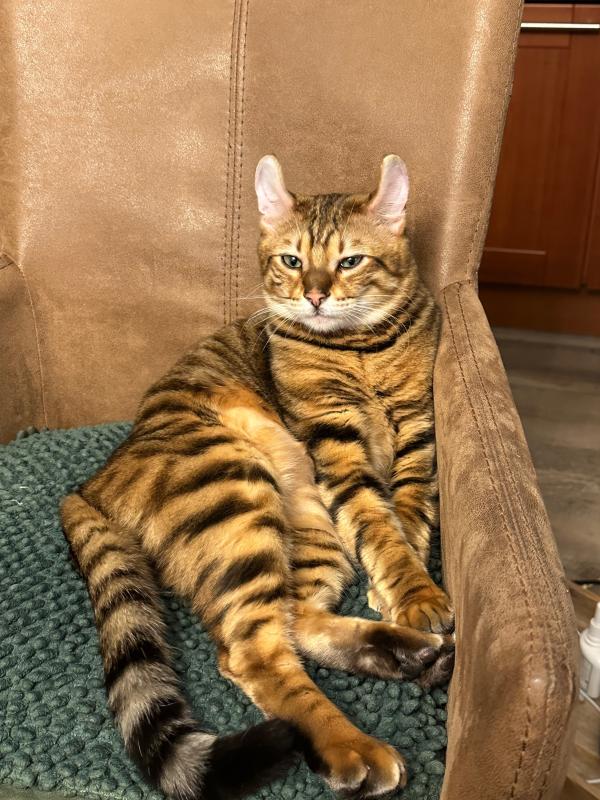 Simba