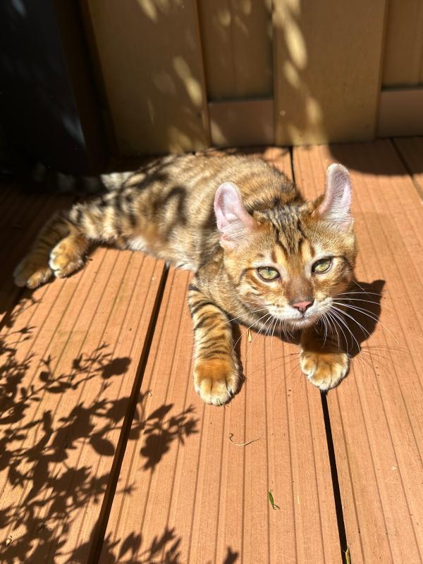Simba