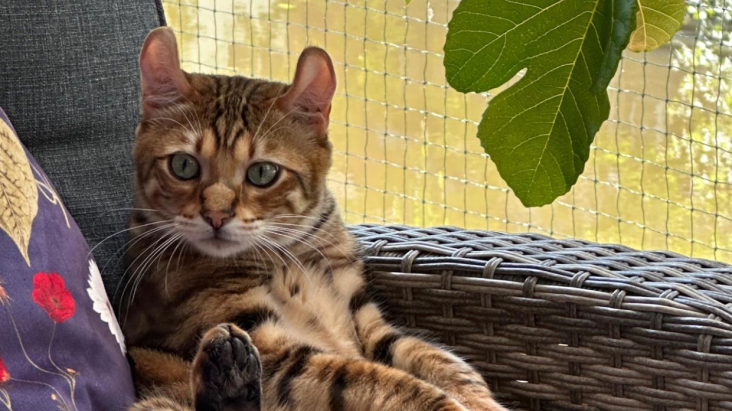 Simba