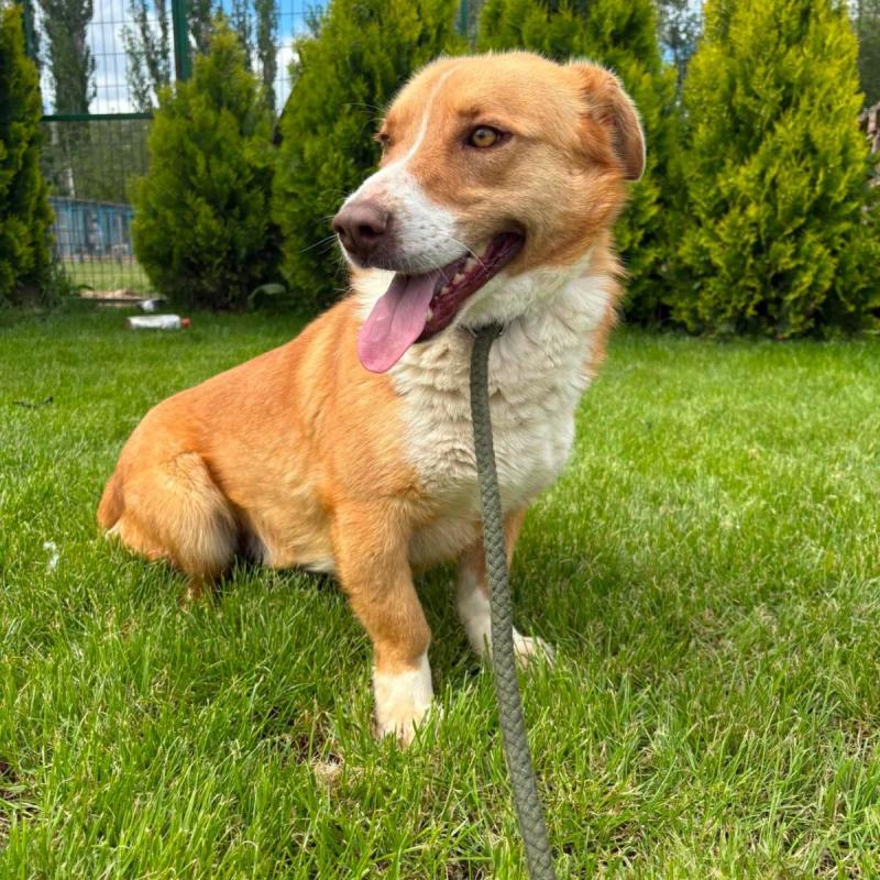 Lulu