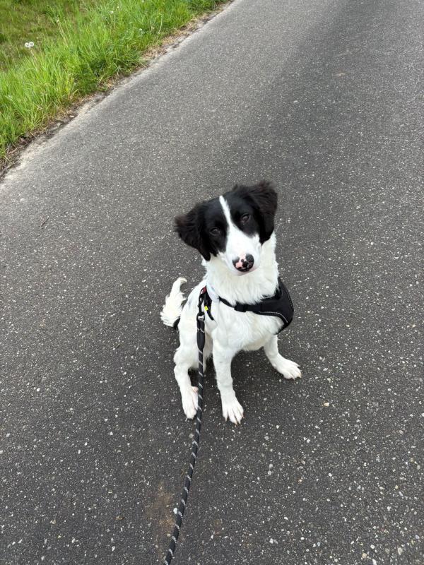 Jolie