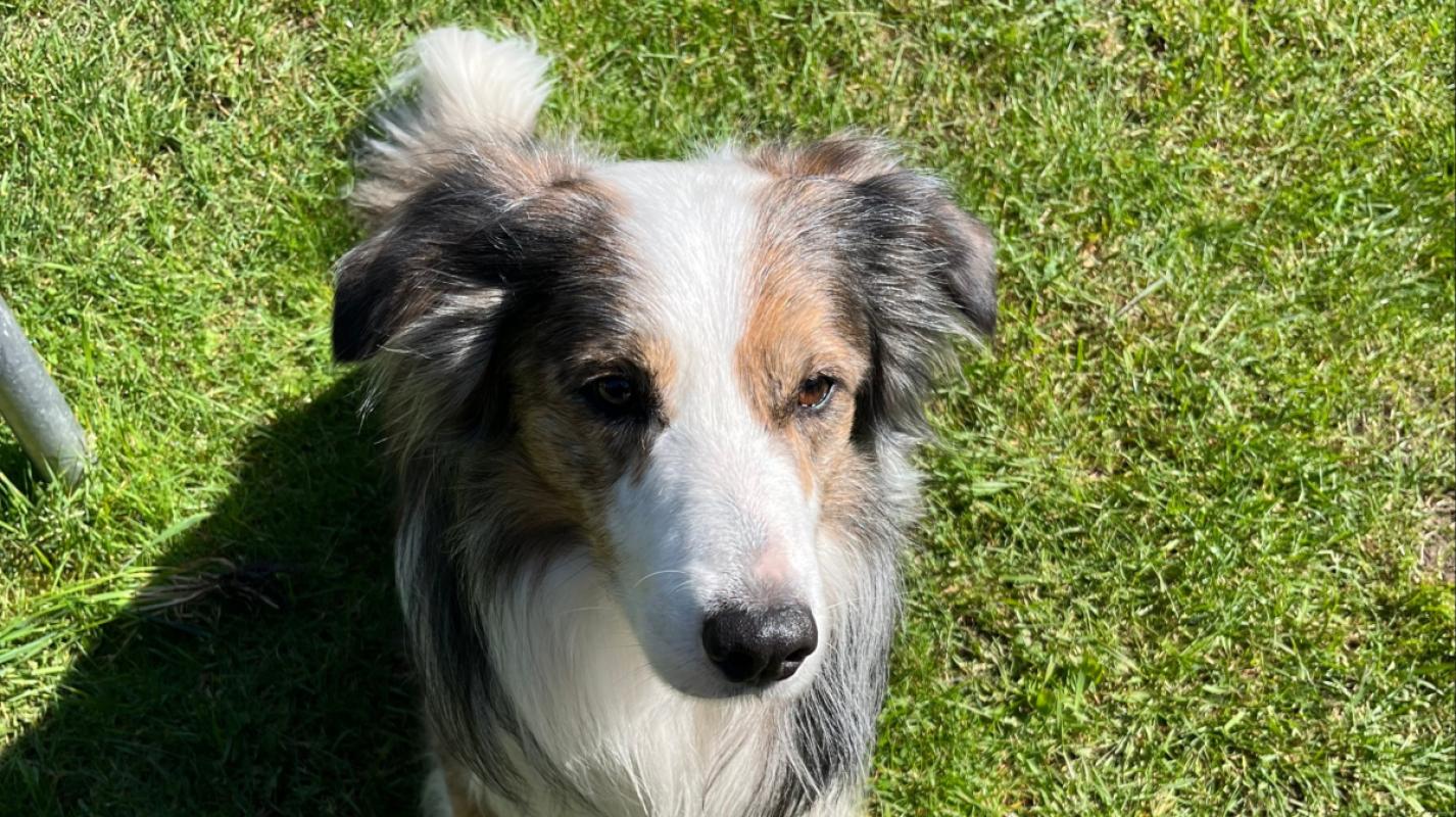 Kiko