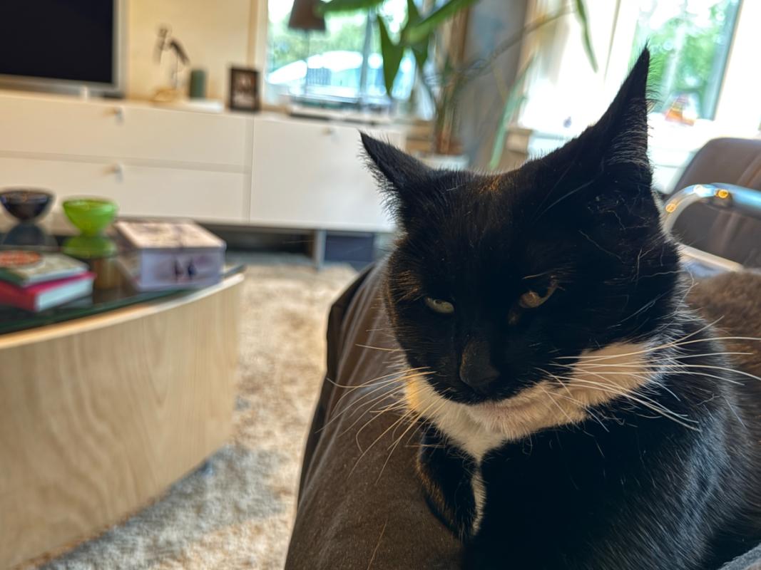Izzy